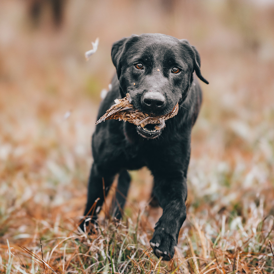 Dog retrieving a quail