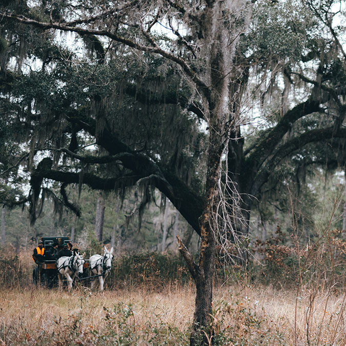 Quail hunting with dog